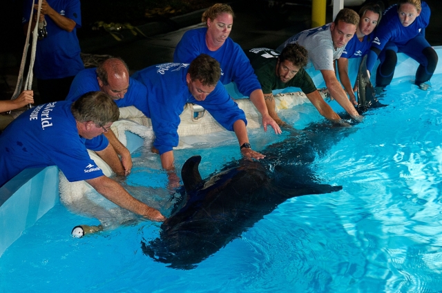 Florida: Gestrandeter Pilotwal in der Obhut von SeaWorld Florida: Gestrandeter Pilotwal in der Obhut von SeaWorld