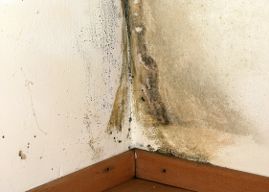 Schimmel in der Wohnung ist ein Mietminderungsgrund Schimmel in der Wohnung ist ein Mietminderungsgrund