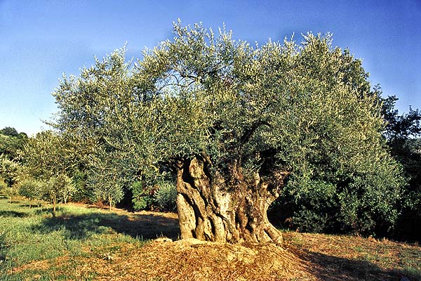 Beeindruckend: der mächtige Olivenbaum des Cilento