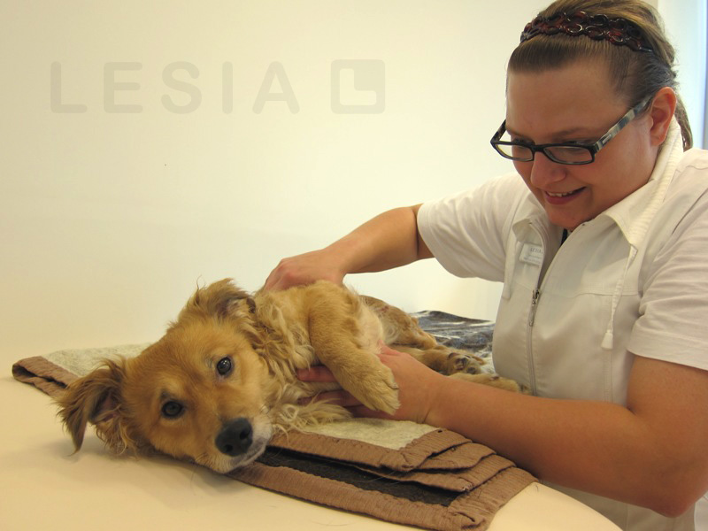 Hund Tobi wird von Yvonne Christophori manuell therapiert. Hund Tobi wird von Yvonne Christophori manuell therapiert.