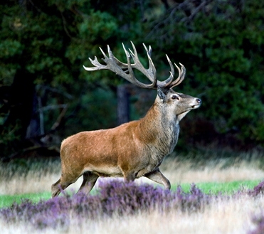 Welt der Tiere auf DVD