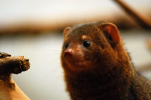 Manguste im Frankfurter Zoo