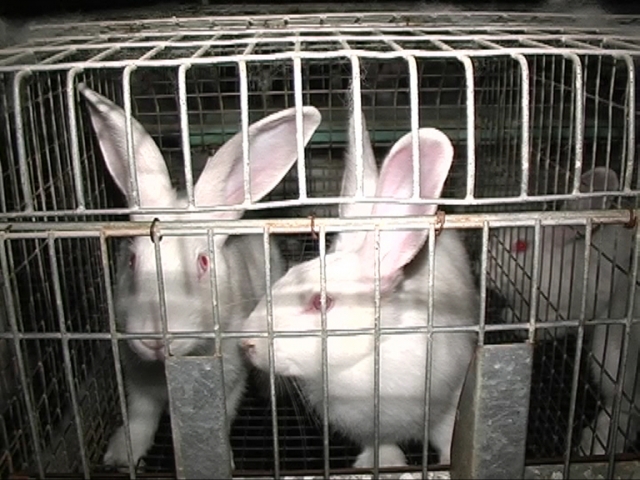 Tierschutzbündnis