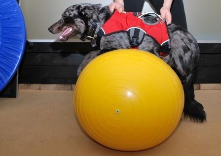 Die Hundekrankenversicherung ist der beste Schutz von klein auf Die Hundekrankenversicherung ist der beste Schutz von klein auf