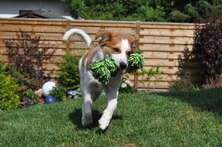 Ohne Hundeversicherung kann das Hundeleben teuer werden Ohne Hundeversicherung kann das Hundeleben teuer werden