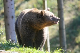 Baerin Jurka im Wolfs- und Baerenpark Bad Rippoldsau-Schapbach