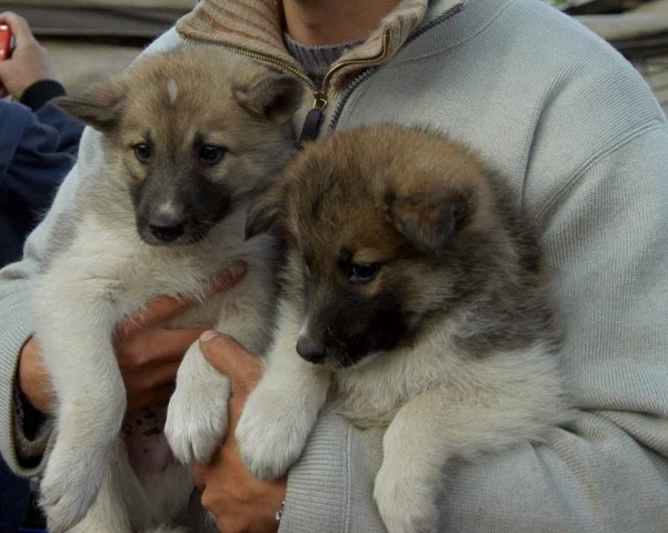 Deutscher Tierhilfe Verein rät: Vorsicht beim Welpenkauf - Kriminellen Hundehandel stoppen!