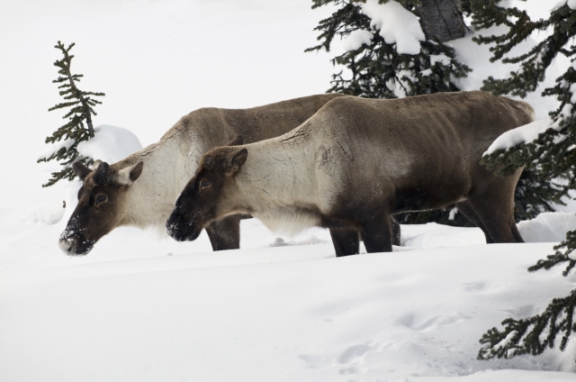 Winterabenteuer in kanadischer Wildnis