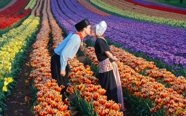 Wenn die Tulpen blühen ..., in den Dandenong-Hügeln von Victoria, Australien
