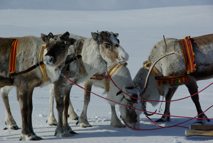 Begegnung mit Rentieren in Schwedisch Lappland; Foto: Liane Gruda