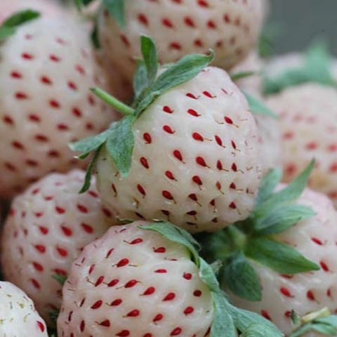 Weiße Erdbeere, Stern-Apfel und Pflaumikose: