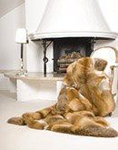 Rotfuchs-Decke als Eyecatcher im Vapami-Online-Shop Rotfuchs-Decke als Eyecatcher im Vapami-Online-Shop