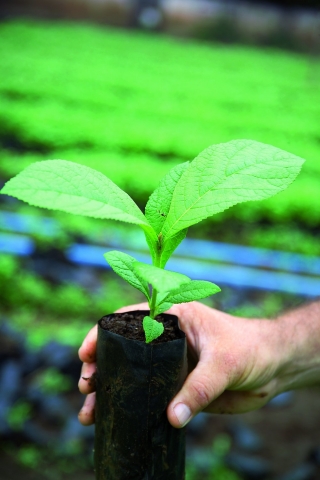 Life Forestry ermöglicht mit direkten Waldinvestments Wiederaufforstung für jedermann Life Forestry ermöglicht mit direkten Waldinvestments Wiederaufforstung für jedermann