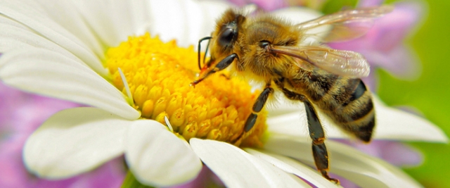 Die Bio-Bienen bloggen! Die Bio-Bienen bloggen!