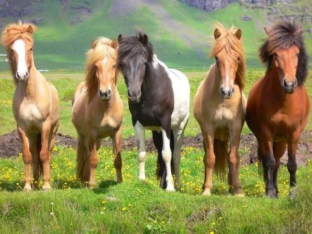 Pferdehaftpflicht: Kleine Tritte und Bisse können teuer werden