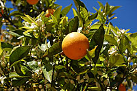 Pralle Frucht: Orange an einem Baum in Sóller. Pralle Frucht: Orange an einem Baum in Sóller.