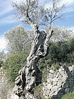 Uralt und knrrig: Olivenbaum in Sóller. Uralt und knrrig: Olivenbaum in Sóller.