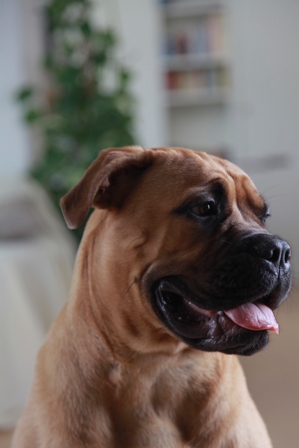 AGILA weiß, wie man Hunden im Ausland hilft (www.agila.de) AGILA weiß, wie man Hunden im Ausland hilft (www.agila.de)