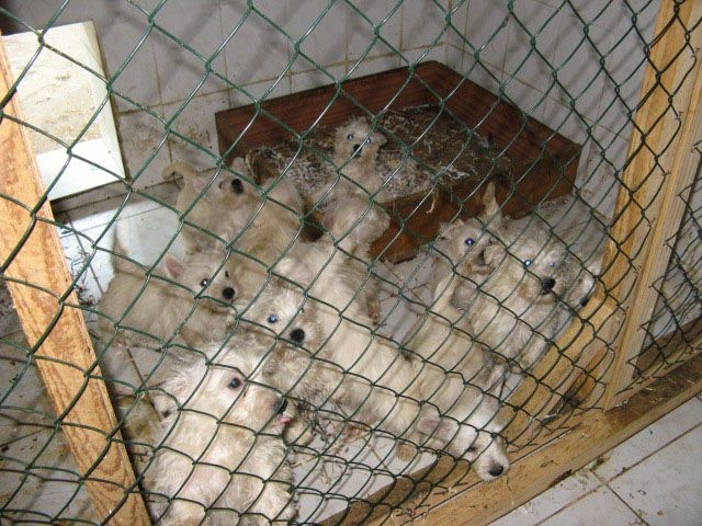 Bund Deutscher Tierfreunde warnt vor Abzocke beim Welpenkauf Bund Deutscher Tierfreunde warnt vor Abzocke beim Welpenkauf