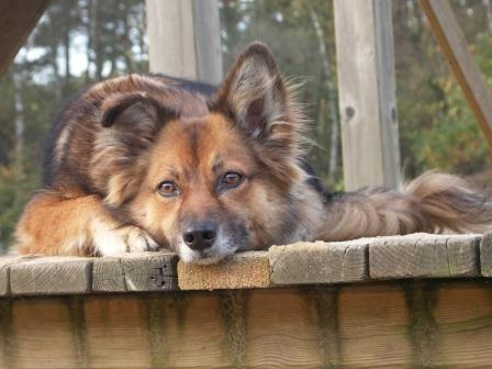 Hundehaftpflichtversicherung: Thüringen verpflichtet Hundehalter Hundehaftpflichtversicherung: Thüringen verpflichtet Hundehalter