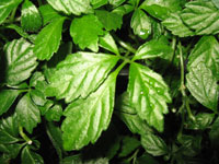 Jiaogulan Jiaogulan