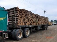 Life Forestry Waldinvestments profitieren von steigenden Holzpreisen