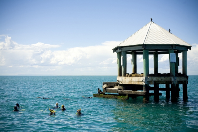 Melbourne, Victoria: Neue Delfin-Art entdeckt Melbourne, Victoria: Neue Delfin-Art entdeckt