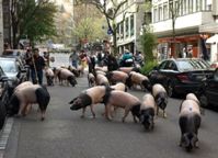 20 Schwäbisch-Hällische Landschweine sorgten in Stuttgart für Aufsehen (Foto: Proplanta) 20 Schwäbisch-Hällische Landschweine sorgten in Stuttgart für Aufsehen (Foto: Proplanta)