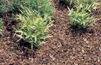 frux Rindenmulch