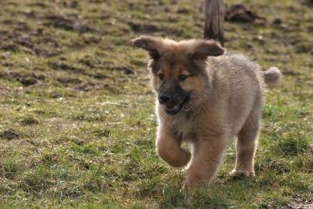 Die Hundehaftpflicht bietet Schutz bei kleinen und großen Schäden Die Hundehaftpflicht bietet Schutz bei kleinen und großen Schäden