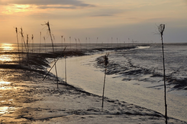 Priel im Wattenmeer mit Bieken© TourismusMarketing Niedersachsen GmbH (TMN) / Michael Scharrer