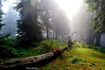 Eine Schachtenwanderung führt den Wanderer in mystische Waldlichtungen vollerÜberraschungen. Eine Schachtenwanderung führt den Wanderer in mystische Waldlichtungen vollerÜberraschungen.