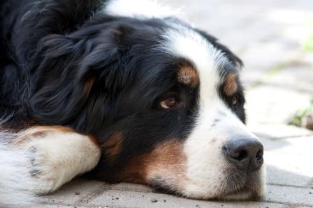Um den gesetzlichen Regelungen gerecht zu werden, hat Herrchen für ihn die Hundehaftpflichtversicher Um den gesetzlichen Regelungen gerecht zu werden, hat Herrchen für ihn die Hundehaftpflichtversicher
