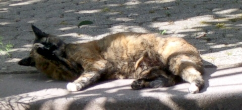 Kastration kann Katzenleben retten Kastration kann Katzenleben retten