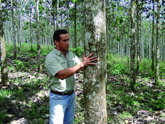 Life Forestry Group Baumvermessung Life Forestry Group Baumvermessung