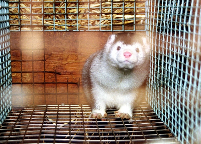 tierhilfe e.V. Strasburg deckt Deklarationsschwindel der Pelzindustrie auf tierhilfe e.V. Strasburg deckt Deklarationsschwindel der Pelzindustrie auf