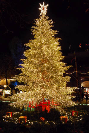 Tannenbaum © Korki Fotolia.com Tannenbaum © Korki Fotolia.com