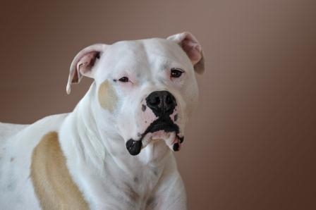 Wenn er zuschnappt, ist das ein Fall für die Hundeversicherung. Wenn er zuschnappt, ist das ein Fall für die Hundeversicherung.
