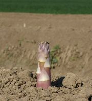 Spargel - bereit zur Ernte (Foto: Proplanta)