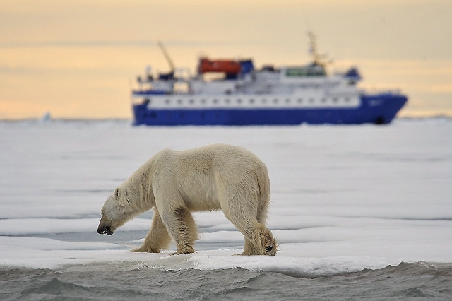 Ein Eisbär im Packeis von Spitzbergen und das Expeditionsschiff MS Quest Ein Eisbär im Packeis von Spitzbergen und das Expeditionsschiff MS Quest