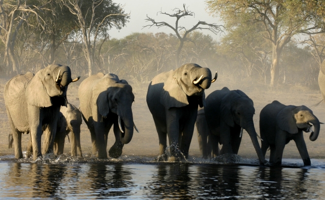 Im Chobe Nationalpark, Botswana