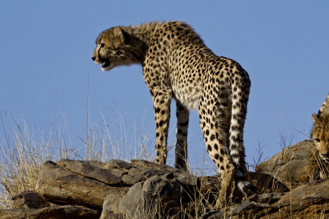 Zauber der Wildbahn Namibia