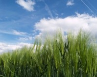 Gerstenbestand bei Sonne (Foto: Proplanta)