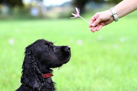 Schutz für Hund und Herrchen mit der verbesserten Hundehaftpflicht von der Rhion und vergleichen-und Schutz für Hund und Herrchen mit der verbesserten Hundehaftpflicht von der Rhion und vergleichen-und