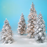 Wintertannen