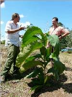 Sechs Monate alter Teak auf dem BaumInvest-Gelände