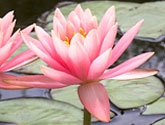 www.ambrosia-portal.net www.ambrosia-portal.net
