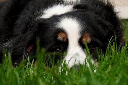Ein langes und gesundes Leben mit der Hunde-OP-Versicherung. Ein langes und gesundes Leben mit der Hunde-OP-Versicherung.
