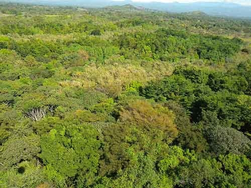 Dieser ForestFinance Mischforst in Panama gibt einen Ausblick auf den Stifterwald der Deutschen Umwe Dieser ForestFinance Mischforst in Panama gibt einen Ausblick auf den Stifterwald der Deutschen Umwe