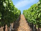 Wein aus deutschen Landen - möglichst mild soll er sein
